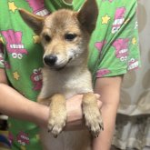 柴犬(標準サイズ)