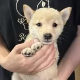 豆柴
