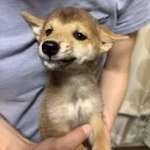 豆柴