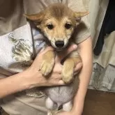 豆柴