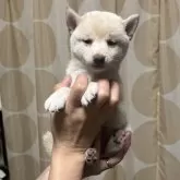 豆柴