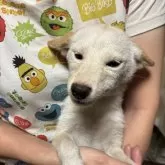 柴犬(標準サイズ)