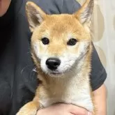 豆柴