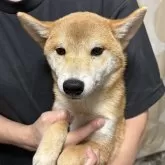 豆柴