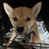 柴犬(豆柴)