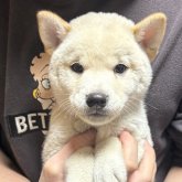 柴犬(標準サイズ)