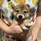豆柴