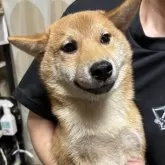 柴犬(標準サイズ)