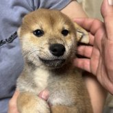 柴犬(標準サイズ)