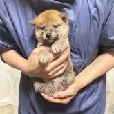 柴犬(標準サイズ)