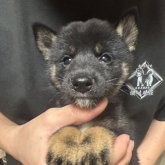 柴犬(豆柴)