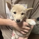 豆柴