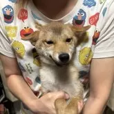 柴犬(標準サイズ)