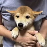 豆柴