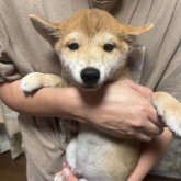 柴犬(豆柴)