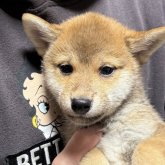 柴犬(標準サイズ)