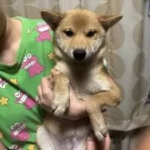柴犬(標準サイズ)