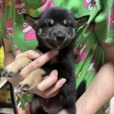 豆柴