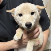柴犬(豆柴)