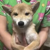 豆柴