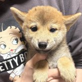 柴犬(標準サイズ)