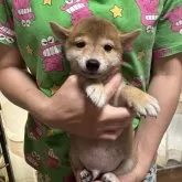 豆柴