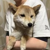 柴犬(標準サイズ)【香川県・女の子・2024年8月4日・赤色】の写真1
