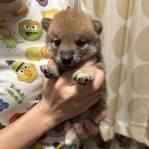 柴犬(豆柴)