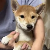 豆柴