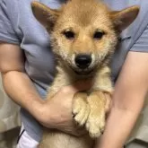 柴犬(標準サイズ)