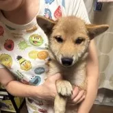 柴犬(標準サイズ)