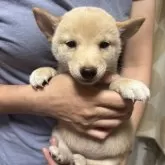 豆柴