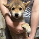 豆柴