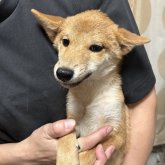 柴犬(豆柴)