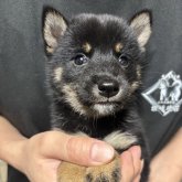 柴犬(豆柴)