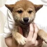 柴犬(標準サイズ)