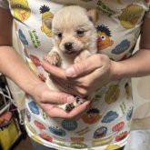 柴犬(豆柴)