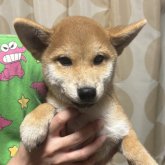 柴犬(標準サイズ)