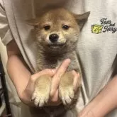 柴犬(標準サイズ)