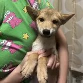 豆柴