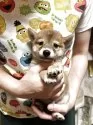 豆柴【香川県・男の子・2025年5月27日・赤色】の写真2