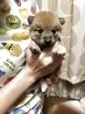 豆柴【香川県・男の子・2025年8月9日・赤色】の写真2