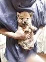 柴犬(標準サイズ)【香川県・男の子・2025年4月17日・赤色】の写真2