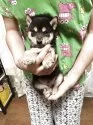 豆柴【香川県・男の子・2025年6月6日・黒色】の写真2