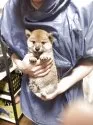 柴犬(標準サイズ)【香川県・男の子・2025年4月17日・赤色】の写真3
