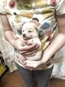 豆柴【香川県・女の子・2025年9月3日・白色】の写真3