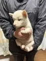 豆柴【香川県・男の子・2024年12月2日・白色】の写真4