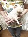 豆柴【香川県・女の子・2025年9月3日・白色】の写真4