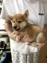 柴犬(標準サイズ)【香川県・男の子・2025年5月26日・赤色】の写真4