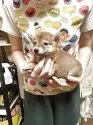 豆柴【香川県・男の子・2025年5月27日・赤色】の写真5